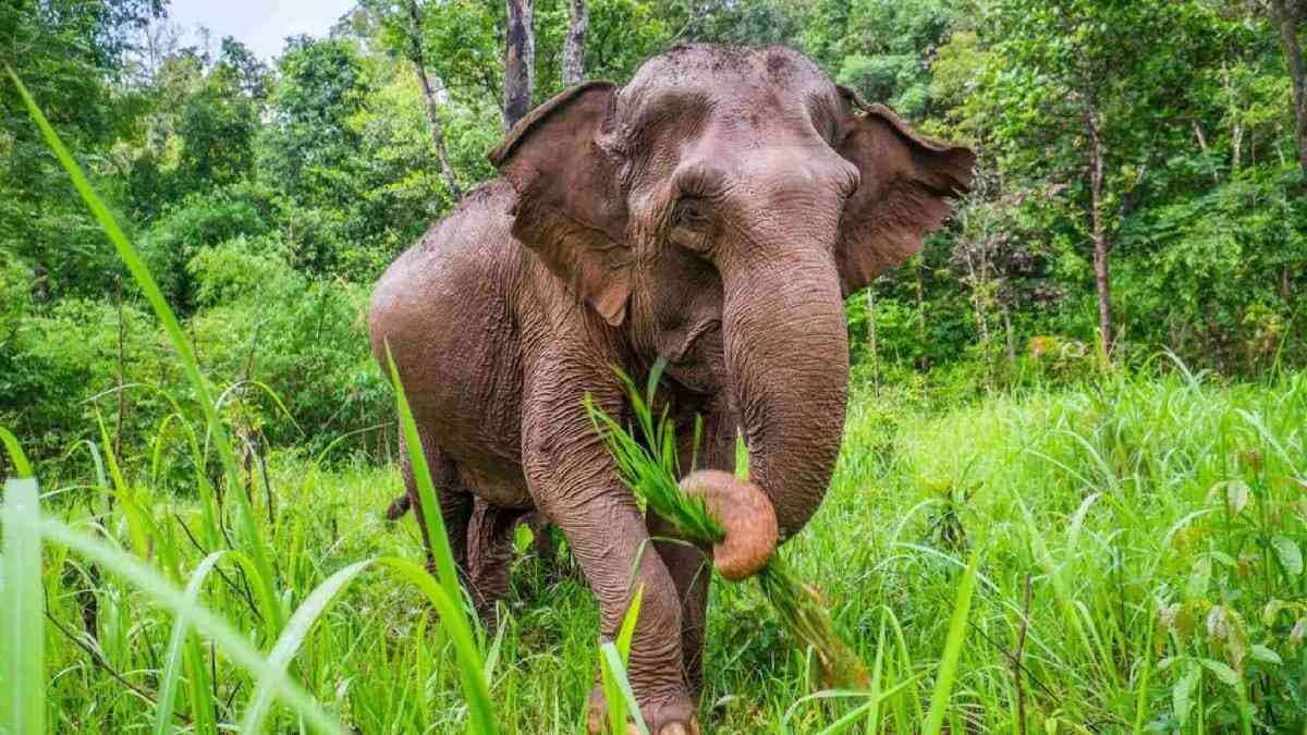 Ailing Tusker Responds To Treatment, Surgery Possible If Swelling Persists: Forest Official
