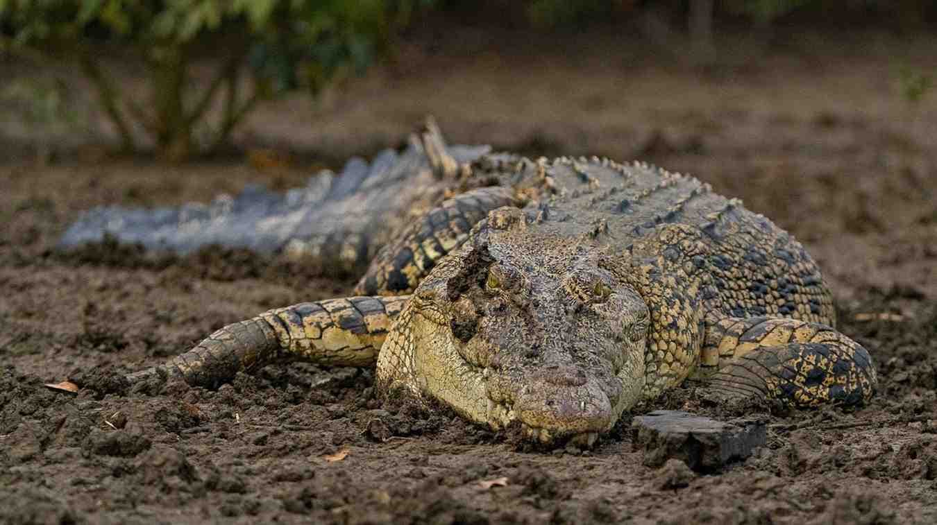 Tourist Entry Restricted As Crocodile Census Begins At Bhitarkanika