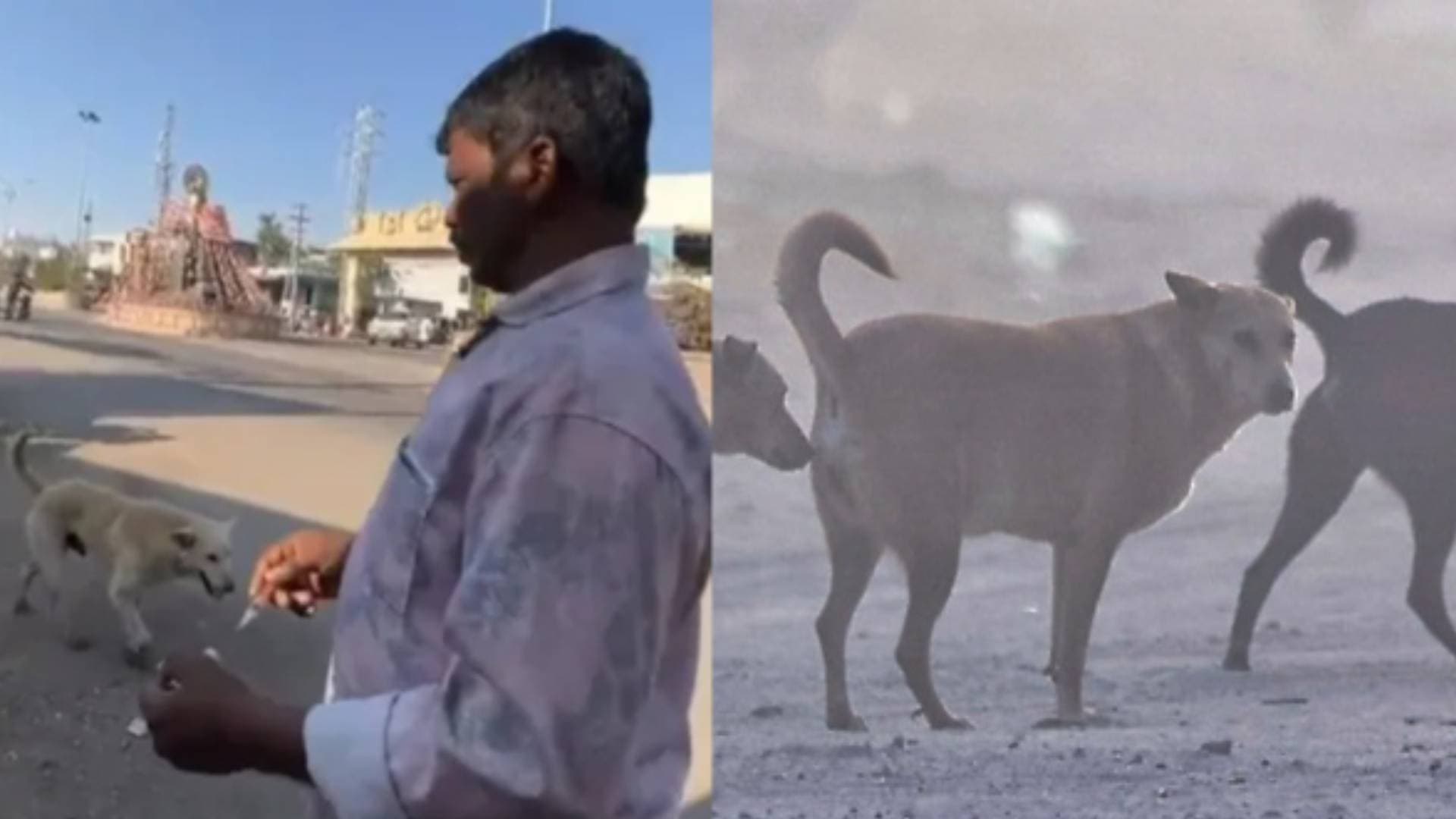 Stray Dogs Killed In Telangana To Fulfil Election Promises!