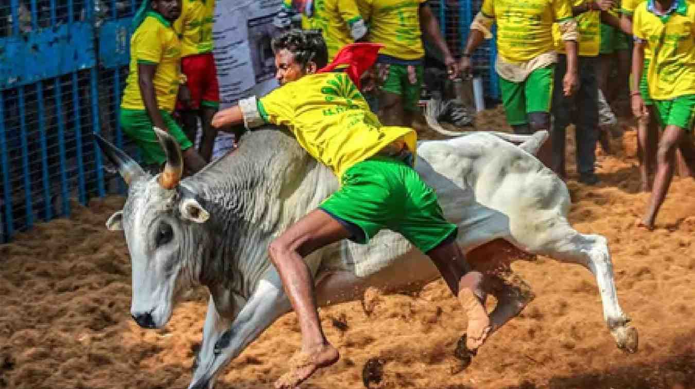 Thai Pongal Festivities: Avaniyapuram Set For Traditional Jallikattu