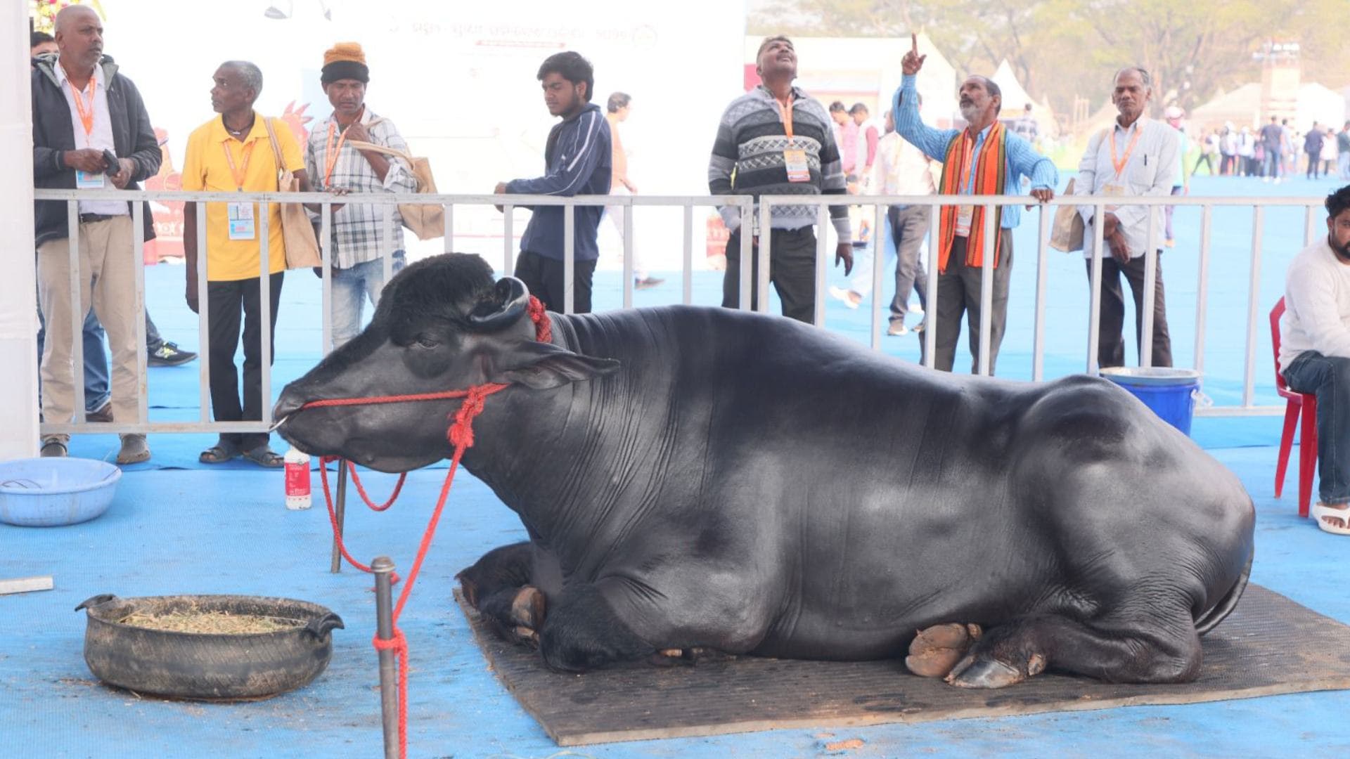 Murrah Bull ‘Inder’ Steals Show At Bhubaneswar Fair