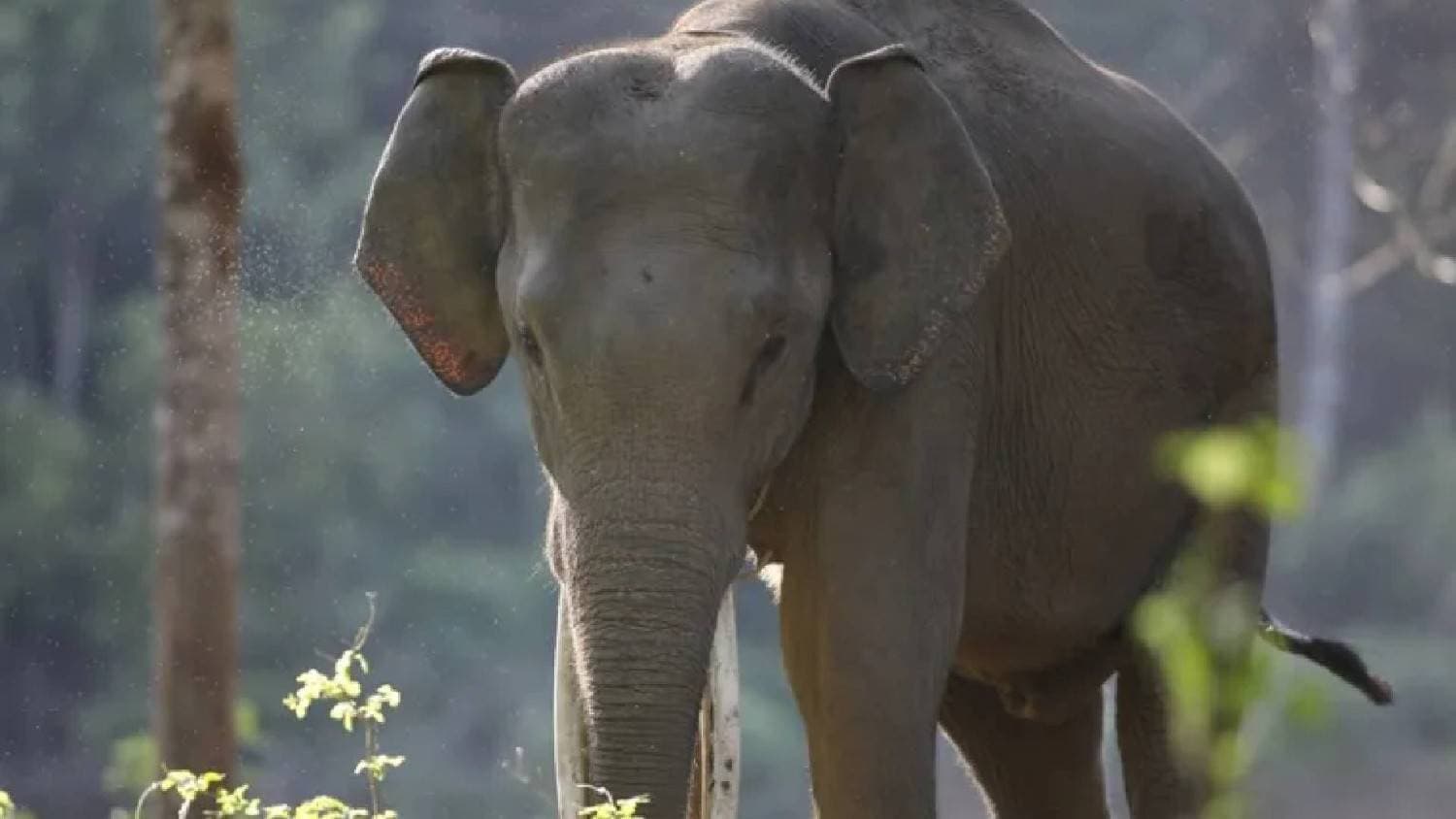 Elephant Attack Claims Life Of 50-Year-Old In Khurda’s Gayabandh
