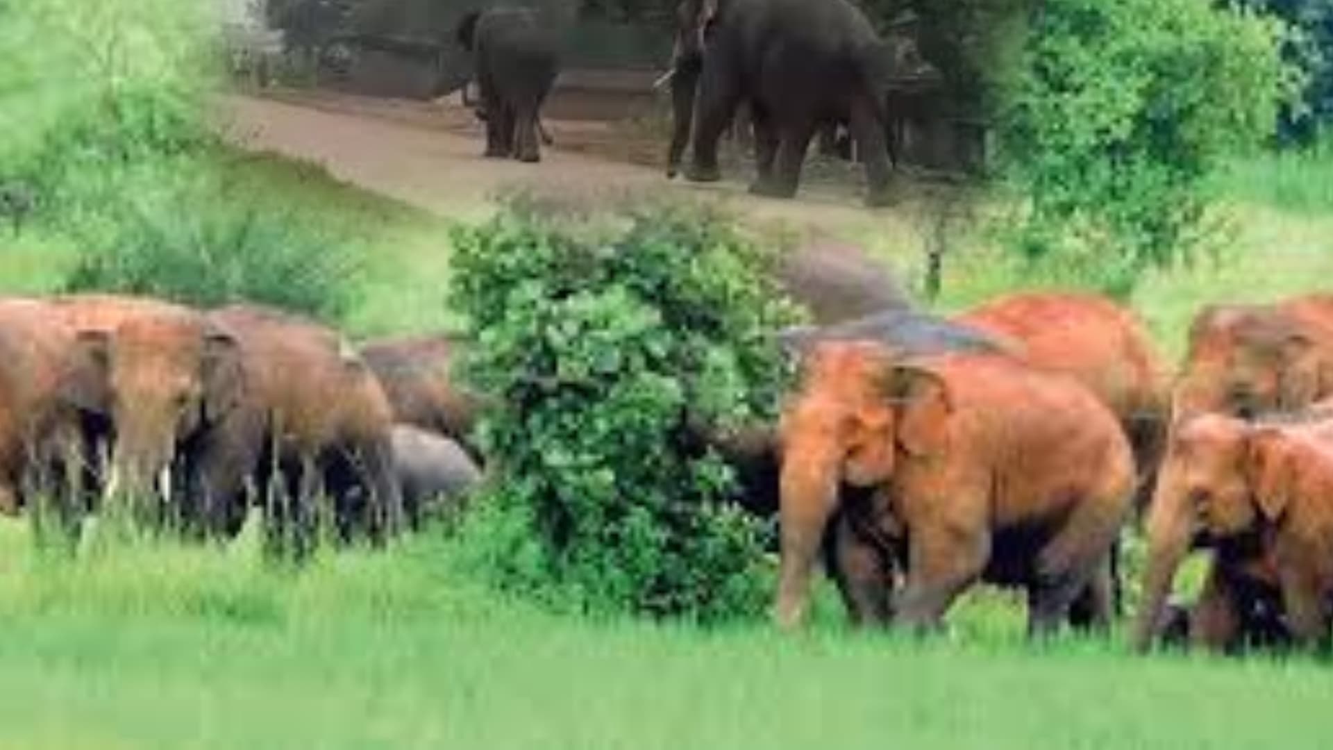 Sundargarh Villagers Live in Fear as Elephant Herd Repeatedly Raids Habitations at Night