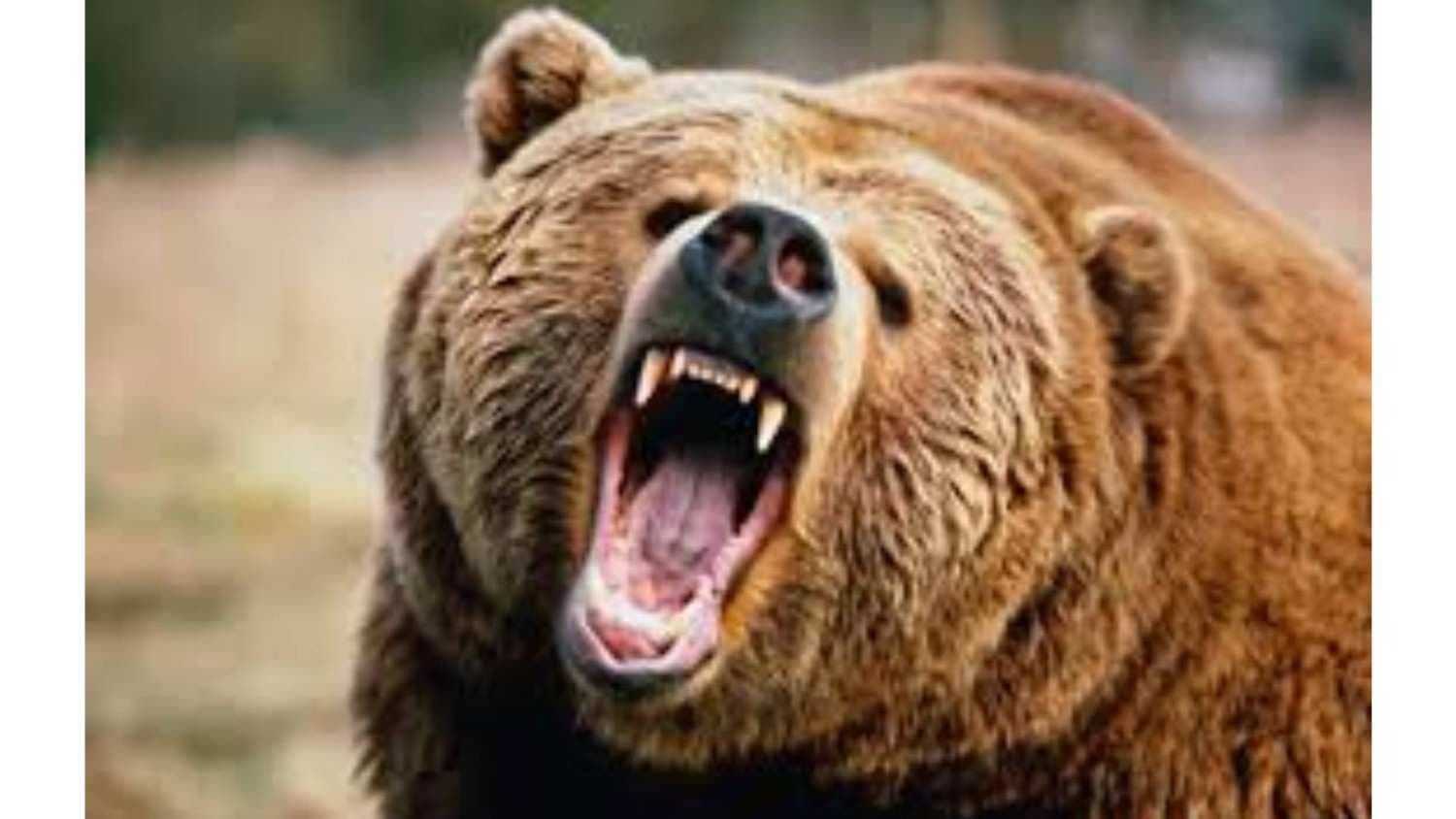 Wild Bear Attack: Class 9 Boy Survives After Fierce Encounter