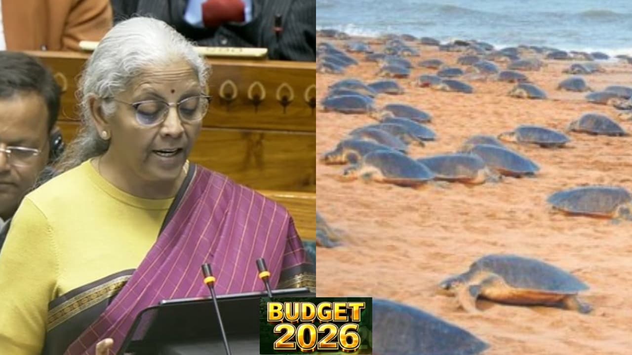Budget 2026: Centre To Develop Turtle Trails In Odisha, Two Other States
