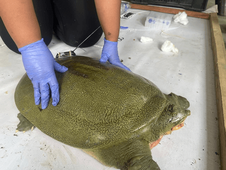 India’s First Satellite-Tagged Ganges Softshell Turtle Released in Kaziranga