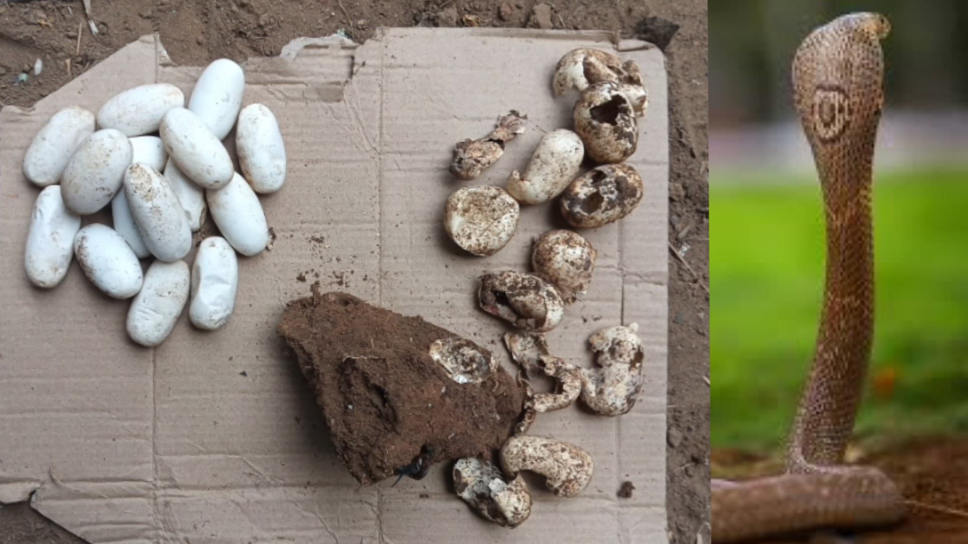Workers Move Stones, Uncover Cobra Guarding 16 Eggs in Pipili