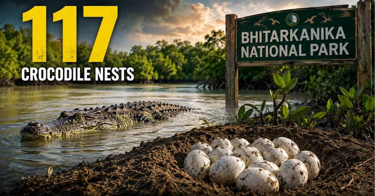 Bhitarkanika National Park Records 117 Estuarine Crocodile Nests