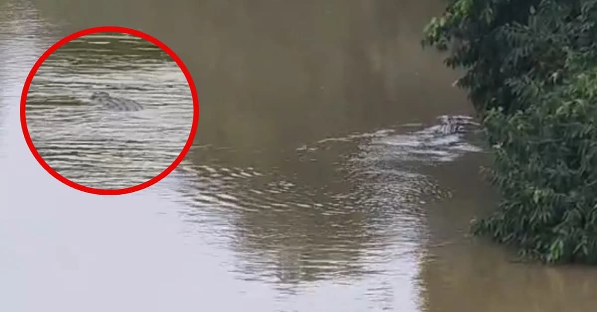 Man Dragged into River by Crocodile in Jajpur