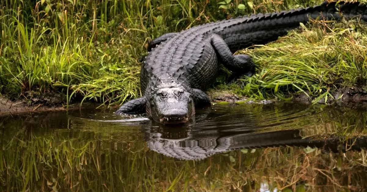 Crocodile Attacks Spread Fear in Odisha Villages