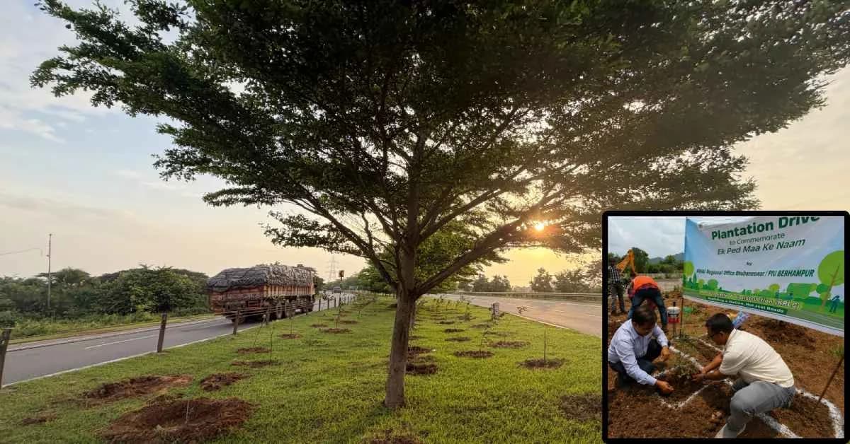 NHAI Plants 2.40 Lakh Saplings along National Highways across Odisha