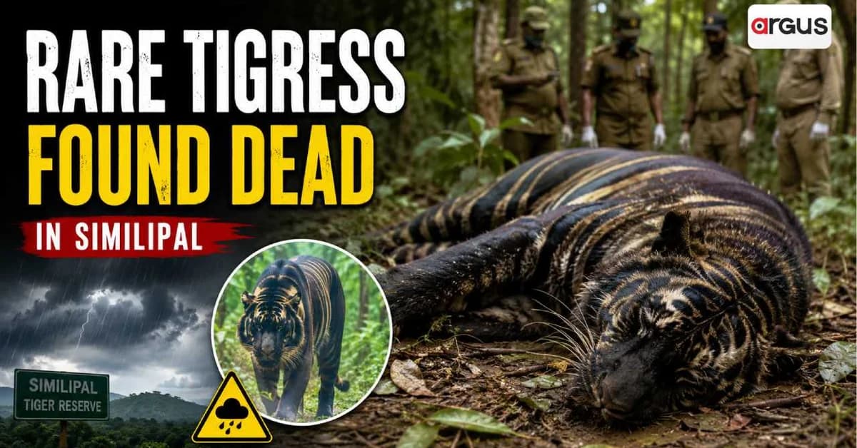 Rare Melanistic Tigress Found Dead in Similipal Tiger Reserve