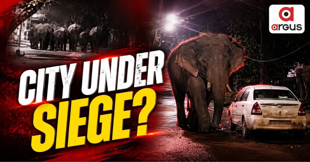 Elephants Enter Odisha Towns at 3 AM, Residents Wake Up to Panic