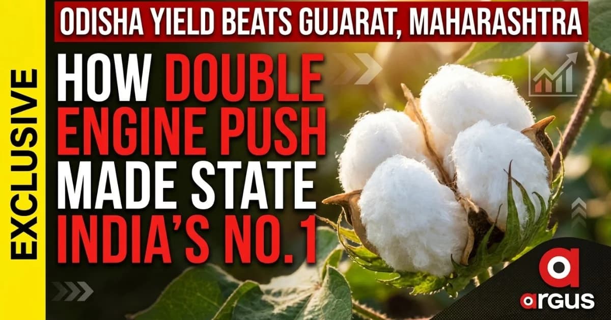 Odisha Cotton Yield Beats Gujarat, Maharashtra: How Double Engine Push Made State India’s No.1| Exclusive