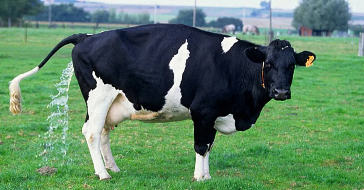 UP Govt to Buy Cow Urine at ₹10 Per Litre from Farmers