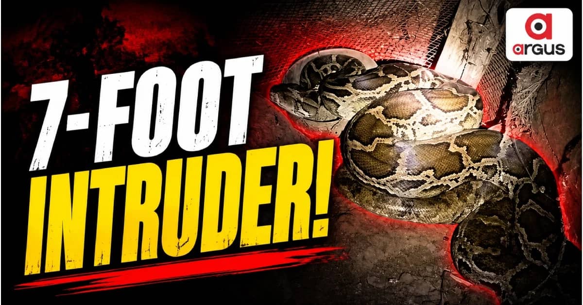 Baleshwar Family Hears Hissing Sound, Finds 7-Foot Python Inside House