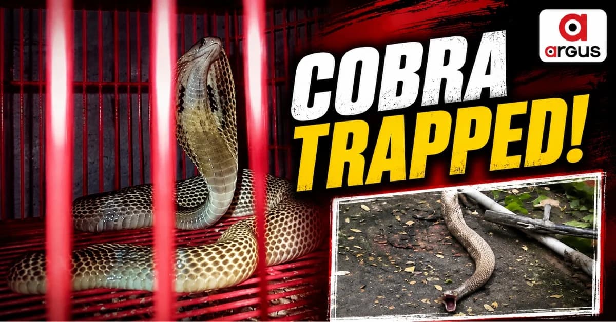 Cobra’s Bizarre Bird Cage Trap Leaves Banki Family Terrified