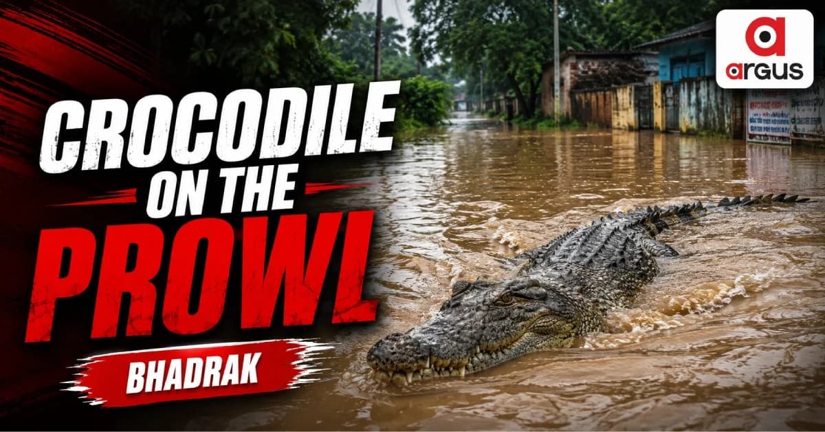 Crocodile Drags Stray Dog From Flood-Hit Road In Bhadrak