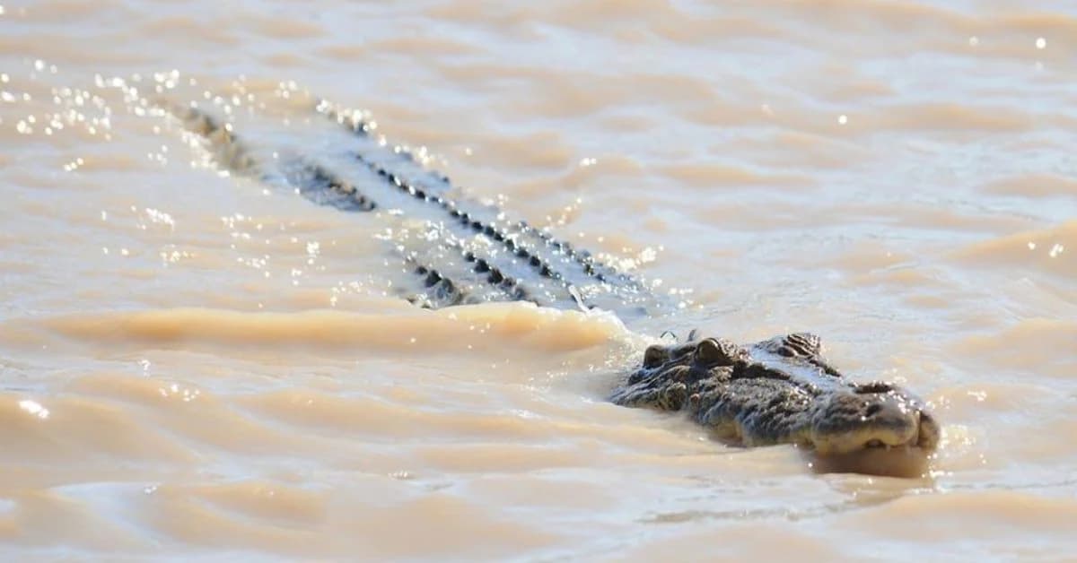Villager Dragged Into River by Crocodile in Odisha