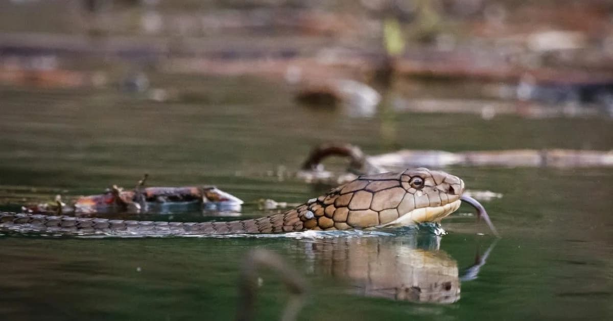 Odisha Records 10 Snakebite Deaths in Days as Snake Fear Grips Flood-Hit Villages