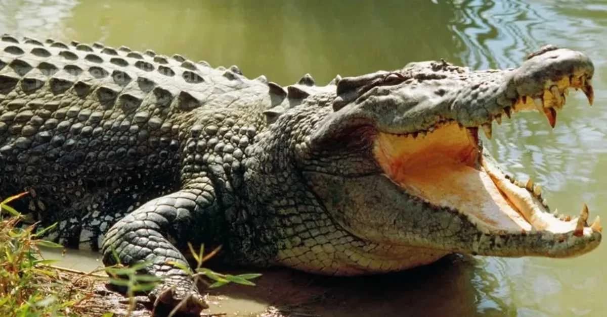 Crocodiles And Communities: Odisha Must Find A Safer Balance
