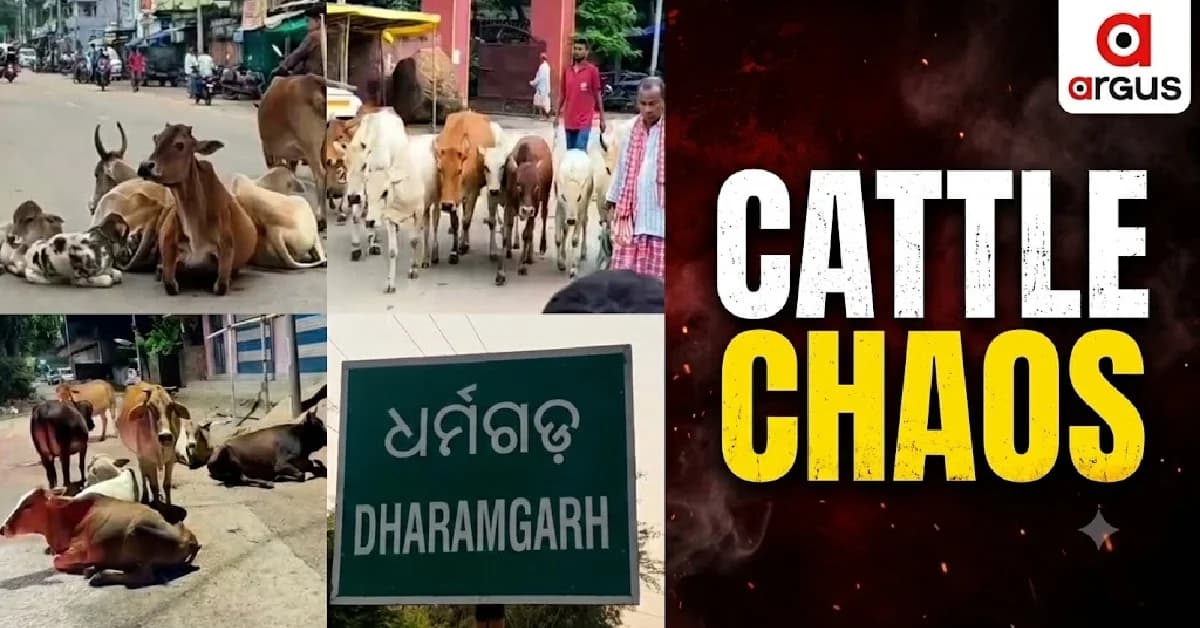 Stray Cattle Menace Grows In Kalahandi's Dharamgarh, Residents Seek Action