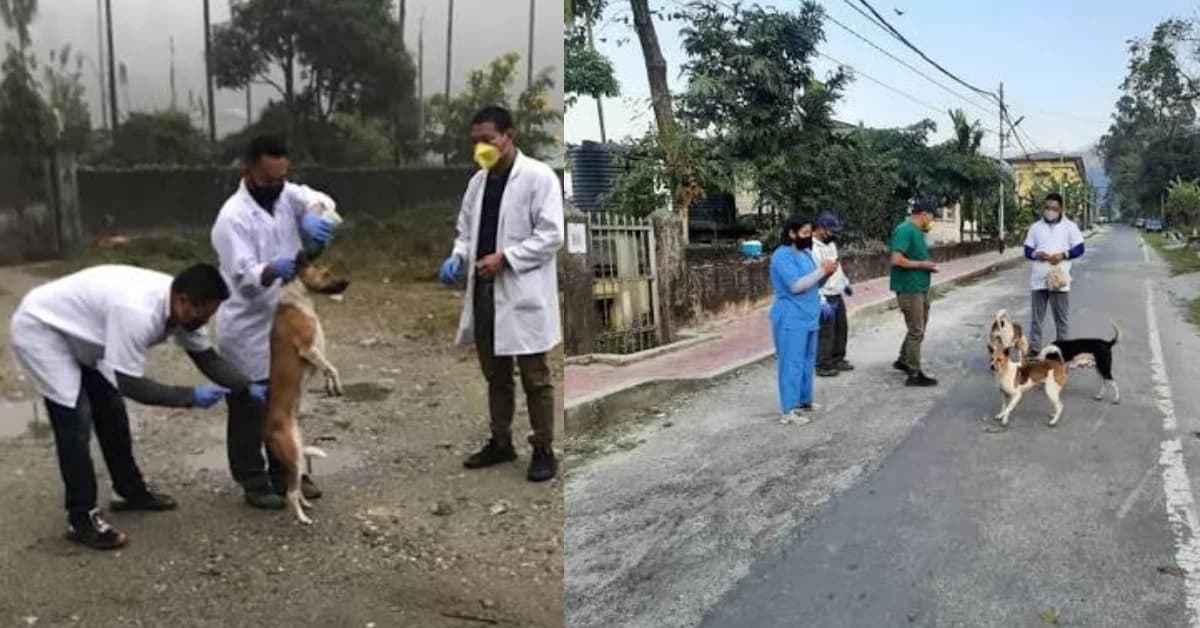 Bhutan Becomes First Country In South Asia To Eliminate Dog-Transmitted Rabies, WHO Validates