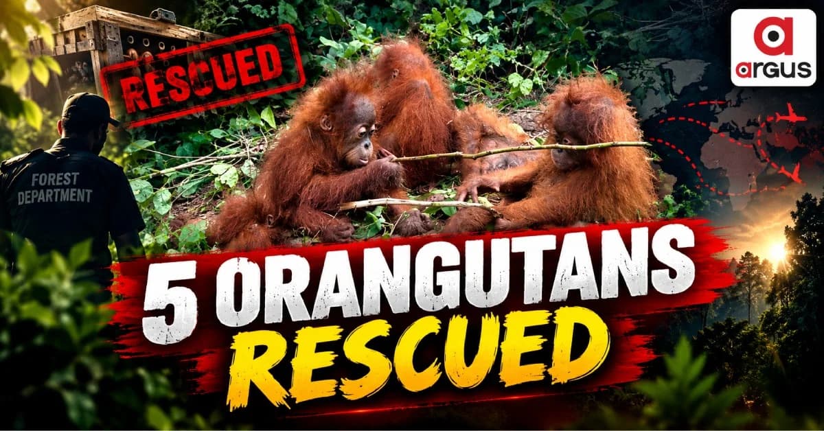 Five Young Orangutans Rescued In Baleshwar, Trafficking Angle Under Probe