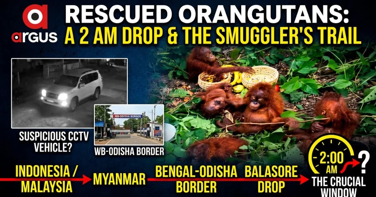EXCLUSIVE | The 2 AM Forest Drop, Bengal Trail & 2015 Eluru Clue: Rescue of Five Baby Orangutans in Baleswar Exposes Interstate Wildlife Smuggling