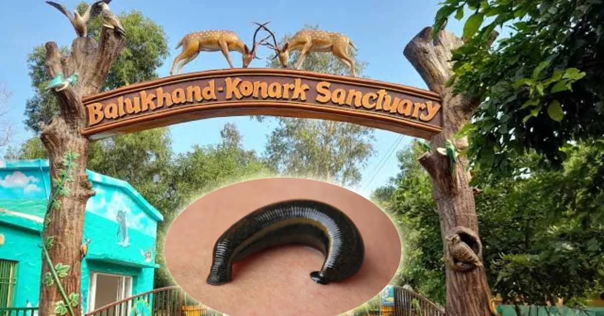 Leech Threat Alarms Puri Wildlife Sanctuary