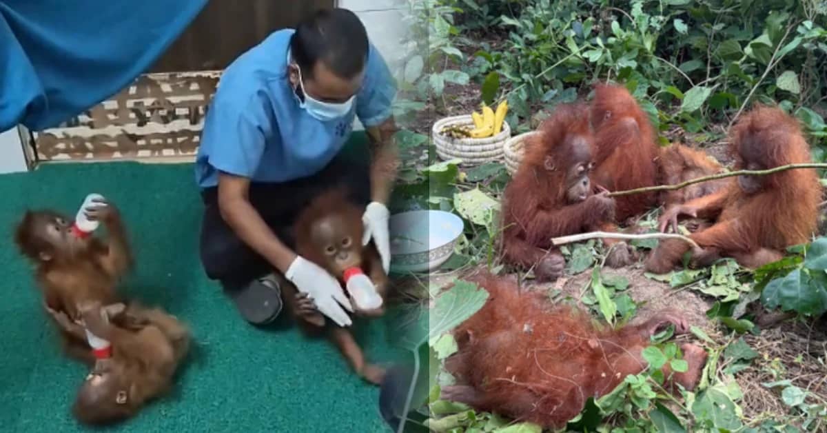 Orangutans Rescued In Odisha's Baleshwar To Undergo Blood, DNA Tests