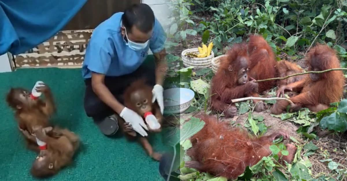 Orangutans Rescued In Odisha's Baleshwar To Undergo Blood, DNA Tests