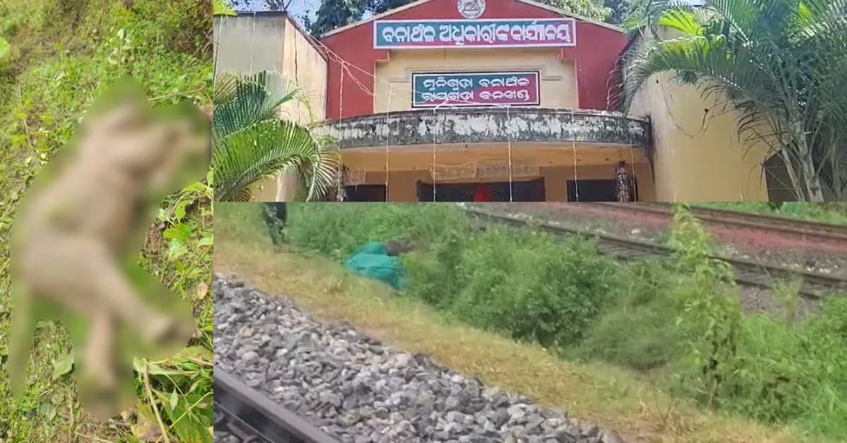 Odisha Shocker: Train Kills Tusker in Rayagada, Calf Found Dead in Mayurbhanj