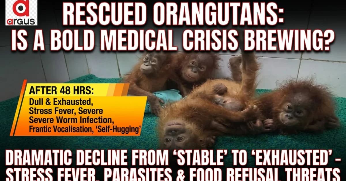 Special Report|Five Days on Smuggler Route, Heavily Sedated: The Alarming Body Signals Triggering Medical Crisis for Nandankanan’s Baby Orangutans