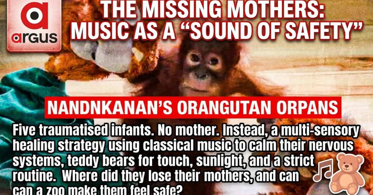 Special Report| Whispers of Rainforest, Melodies Mimicking Mother’s Heartbeat: Nandankanan Zoo strings healing harmonies to save Baby Orangutans in 'distress'
