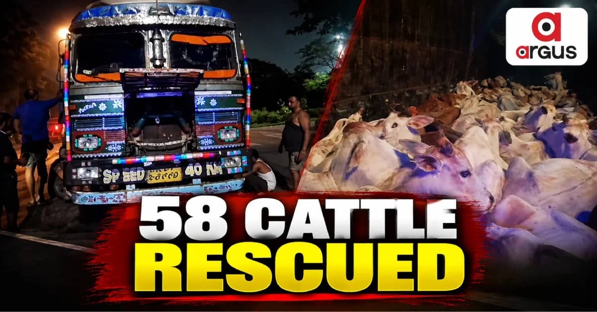 58 Cattle Rescued From Truck In Jajpur; Driver Flees