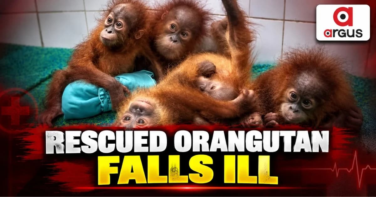 Rescued Orangutan at Nandankanan Develops Fever; Zoo Authorities Place It Under Close Medical Observation