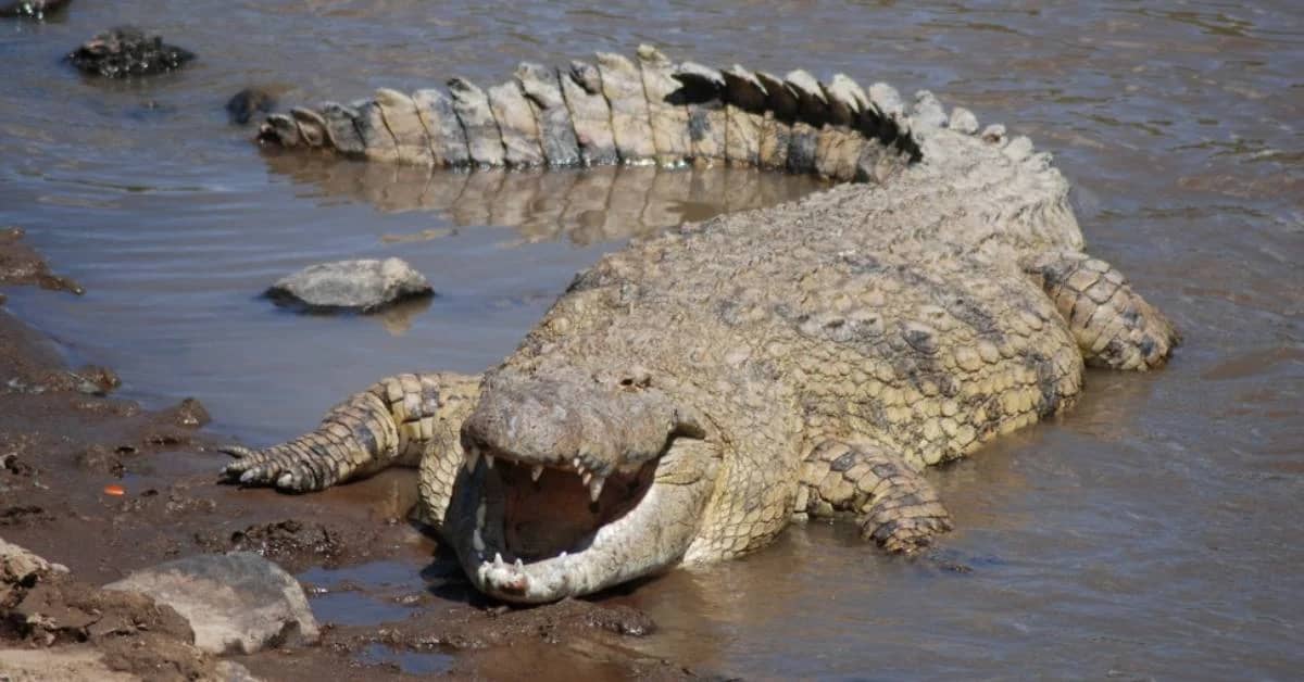 Crocodile Attack Claims Woman’s Life in Kendrapada