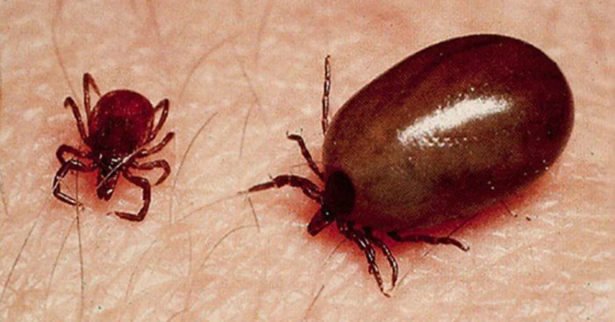 Scrub Typhus Cases Surge in Odisha