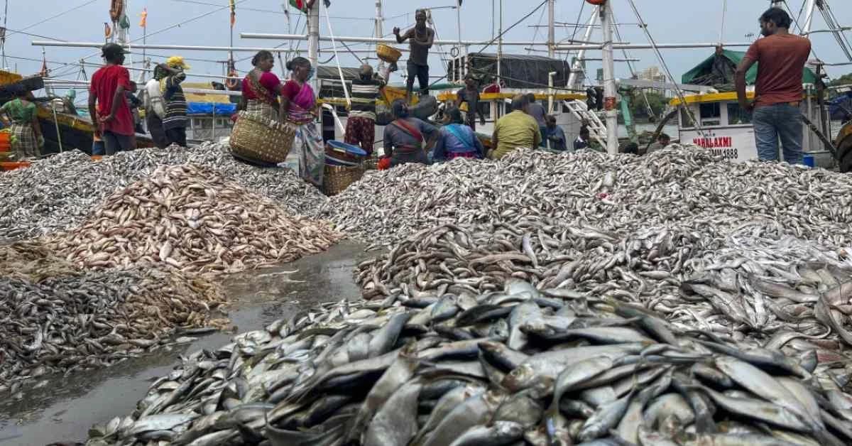 Odisha Seafood Exports Hit by Middle East Conflict, Odisha Exporters Lose ₹23 Crore