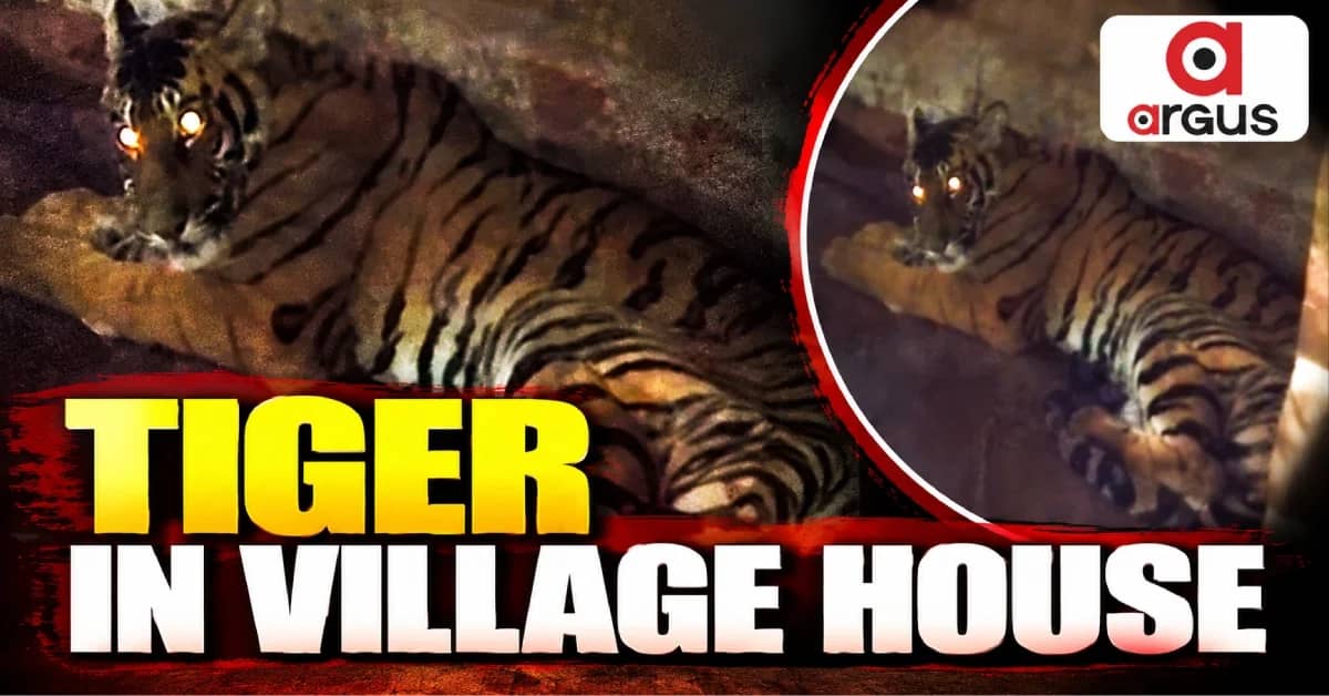 Royal Bengal Tiger Walks into Village House In Odisha's Karanjia; Rescued Later by Forest Dept