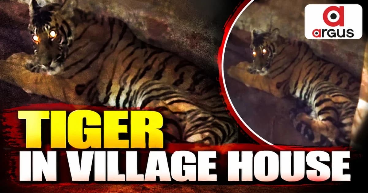 Royal Bengal Tiger Walks into Village House In Odisha's Karanjia; Rescued Later by Forest Dept