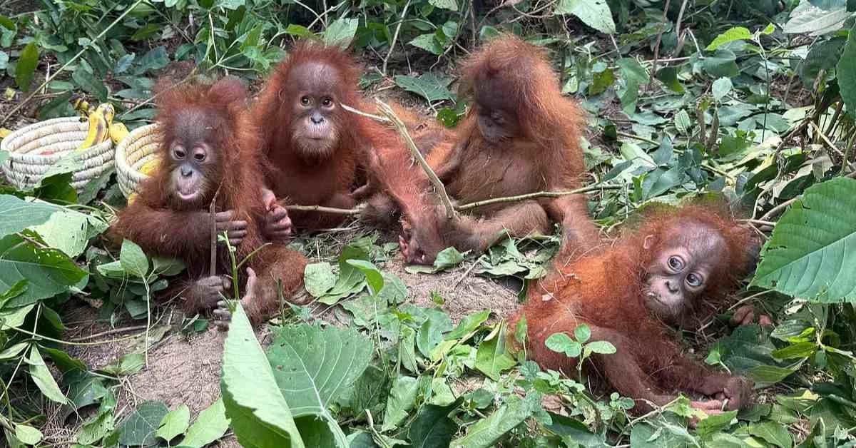 Odisha Plans DNA Test to Trace Orangutans’ Origin