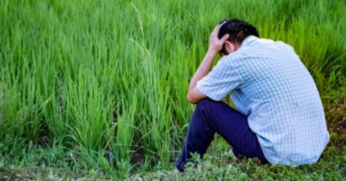 Balangir Farmers in Distress as Crops Destroyed by Pests