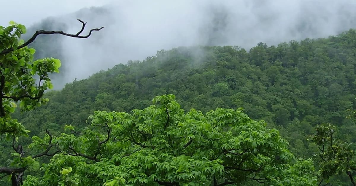 Odisha Launches CM-GROW Programme to Promote Wildlife Research and Scientific Conservation