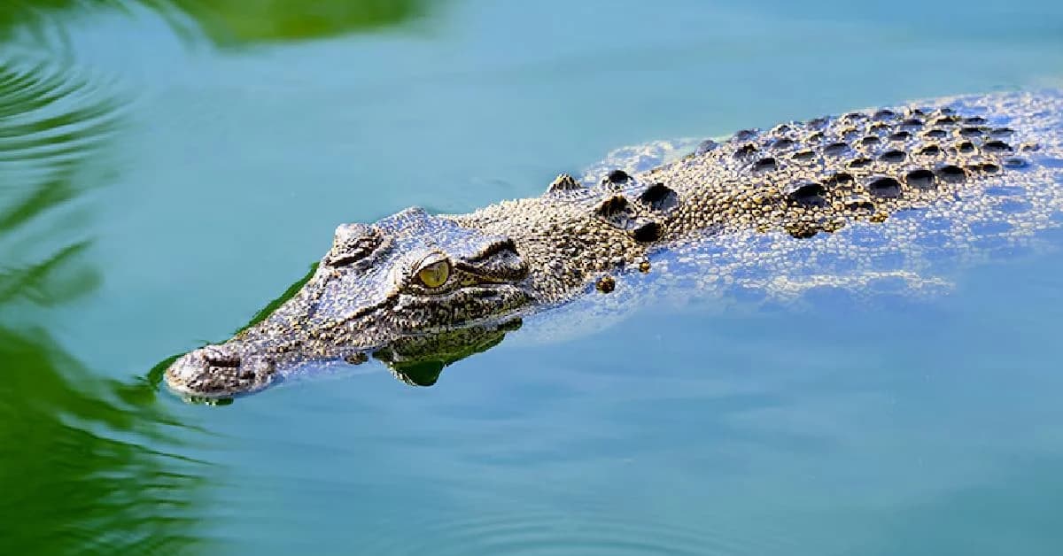 Sibling Saves Man from 90‑Minute Crocodile Attack in Boudh