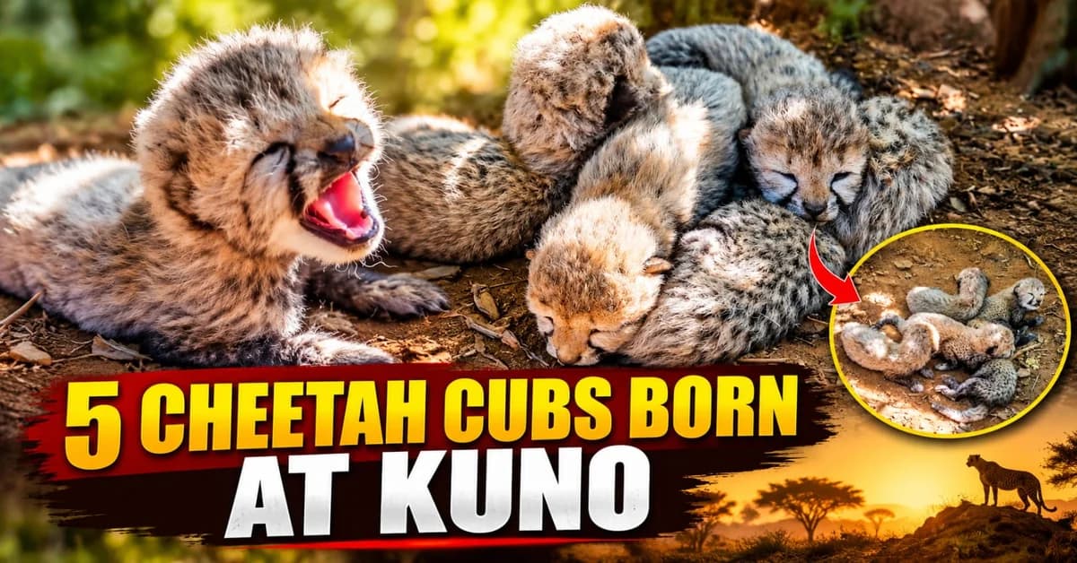 Indian-Born Cheetah Gives Birth to Five Cubs at Kuno, Population Reaches 60