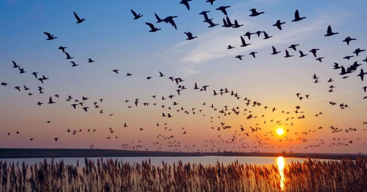 Chilika Tightens Security ahead of Migratory Bird Season