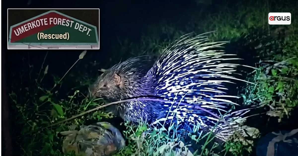 Indian Porcupine Rescued From Residential Area in Umerkote