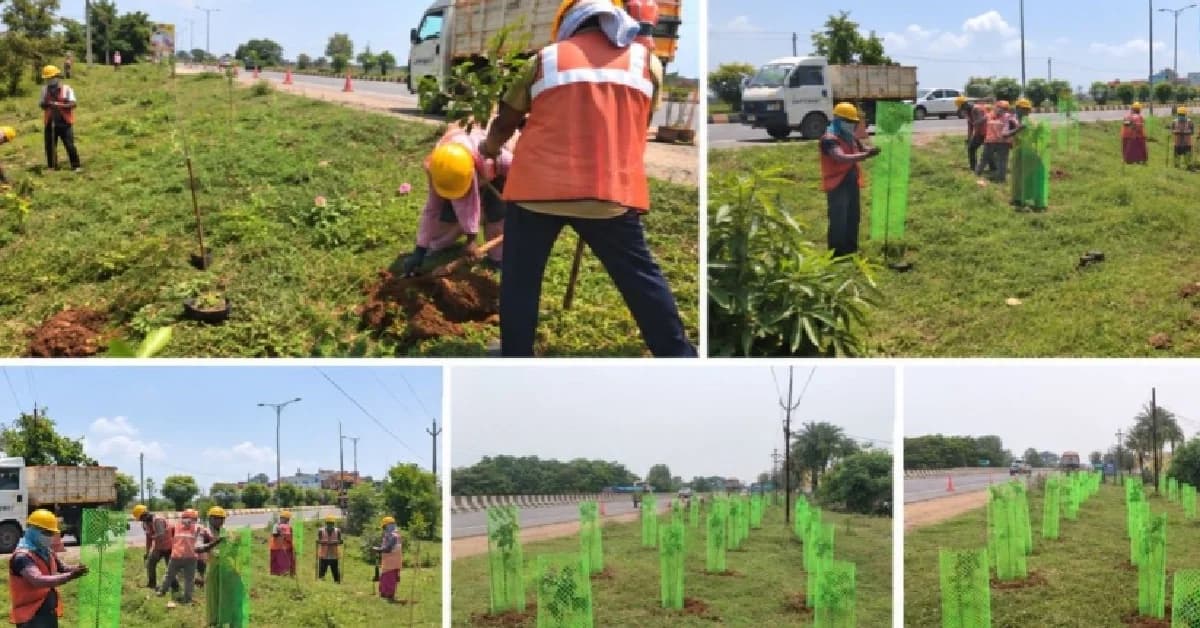 NHAI Plants 5.20 Lakh Saplings In Odisha In Four Months, Promotes Medicinal Biodiversity